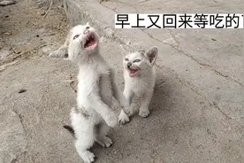 早上八点小猫又饿的呱呱叫了，拿了盆猫粮都抢着吃视频封面