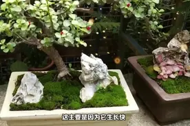 金枝玉叶有“6怕”，难怪叶子哗哗掉，避开，才能养出“大老桩”视频封面