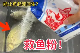 据说这包神奇粉末，可以让奄奄一息的鱼立马复活！这是真的吗？视频封面