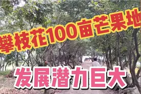 攀枝花100亩芒果地可做农家乐和民宿等，发展潜力大寻求合作视频封面