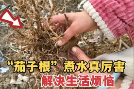 不起眼的茄子根煮水真厉害！解决一些生活烦恼，到底啥价值看看吧