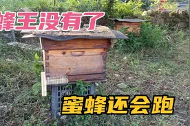 养蜂技术分享！蜂王没有了，蜜蜂还会跑吗？视频封面