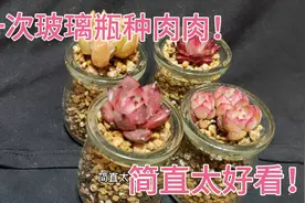 玻璃瓶种肉肉，一元的红颜蜜语上盆后瞬间高大上，暗纹麦杆绝了视频封面