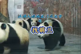 萌兰小时候就与众不同，一眼就能认出，萌翻全场。找萌兰篇（76）视频封面