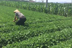 农民挺不容易的，希望国家越来越富强，盼望农民生活越来越好！视频封面