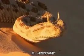 世界上最奇特的8种毒蛇视频封面