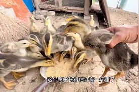 散养的鸭子长的真快！才放出去2天，肉眼可见的速度增长！视频封面
