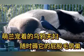 萌兰实力宠乌鸦夫妇，随时被薅屁股毛，虽被警告，但一点都不生气