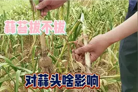 不拔蒜苔对大蒜生长影响有多大？随机挖出几棵验证，结果有点意外