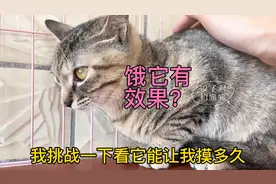 收养流浪猫第125天，对我又凶又打的猫是不是变了？饿它肚子有效视频封面
