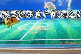 鱼在鱼缸里产卵或甩白我们应该怎样处理视频封面