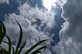 新人养殖土狗，第一次遇到夏天，狗狗最怕热，这个夏天如何度过