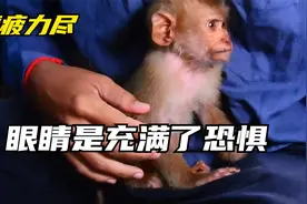 小猴子看起来精疲力尽的，眼睛里充满了恐惧，被人扔到垃圾桶里视频封面
