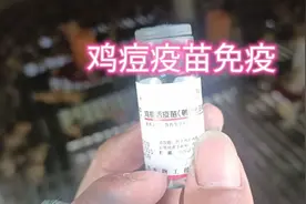 鸡痘疫苗怎么操作视频封面