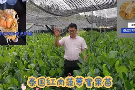 泰国8号红肉菠萝蜜才种植2年就挂果了 还是一年四季结果 果脆甜视频封面