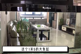白瞎了1米5的大鱼缸！视频封面
