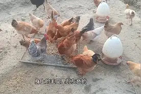 青菜是直接喂鸡好，还是煮熟喂鸡好，听听农场主怎么说视频封面