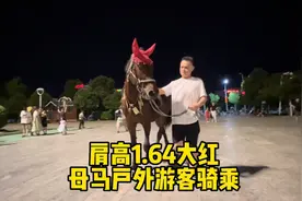 带着我们肩高1.64的大红母马出来遛弯啦你看这陌生人都可以牵着玩视频封面