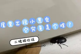 屋里突然出现了大量的小黑虫！它究竟是个啥？！视频封面