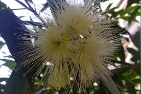 蒲桃果实没人吃种子作用可大啦口腔溃疡用它的叶子水煎含漱视频封面