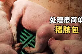 猪身上长有脓包怎样处理，用这两种方法，真的很简单视频封面