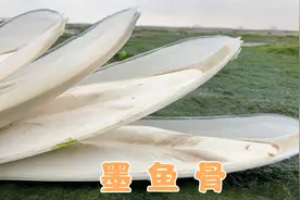 大海退潮了，小泉赶海发现海滩都是美味小海鲜，还有好看的墨鱼骨