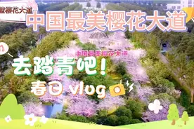 河南省樱花最美的四个地方，花期已至美好如初视频封面