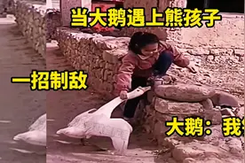 搞笑配音：当大鹅遇上熊孩子，大鹅都崩溃了视频封面