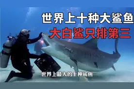 世界上最大的十种鲨鱼，大白鲨只排第三。视频封面