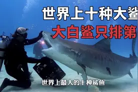 世界上最大的十种鲨鱼，大白鲨只排第三。视频封面