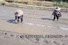 广西农村种晚稻的第一个步骤：洒谷种视频封面