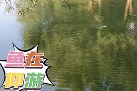 第一次见鱼仰游泳，鱼仰游泳没有方向，游的好欢，好嗨。视频封面