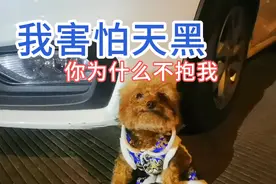 小狗出门怕黑，穿上新衣服撒娇让主人抱，不抱就不走。视频封面