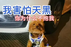 小狗出门怕黑，穿上新衣服撒娇让主人抱，不抱就不走。视频封面