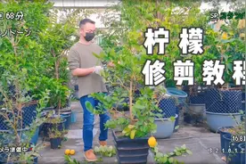 柠檬不结果咋办？剪枝很关键，剪错了不开花，剪对了一年四季挂果视频封面