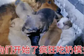 狗狗们开始了疯狂吃奶模式，乱成一团想瞌睡也不可能了！视频封面