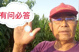 只有明白了桃子炸核，桃叶黄化的原因，才能对症下药，避免其发生视频封面