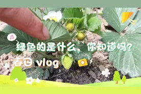 记录草莓生长过程开花一周后就开始结果了在室外种的草莓超级多