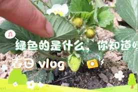 记录草莓生长过程开花一周后就开始结果了在室外种的草莓超级多视频封面