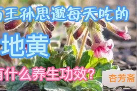 中药地黄是很多养生保健品的主药，为什么？地黄有什么功效？