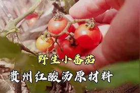 贵州人爱吃酸，摘野生小番茄做成贵州红酸汤，是美味的火锅底料视频封面