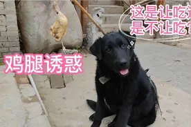 主人给田园犬头上绑了个鸡腿，接下来它的操作让人迷惑视频封面