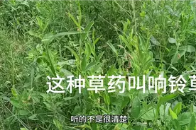 这是一种叫响铃草的草草药，有朋友认识吗。视频封面