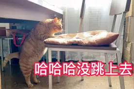 吃饱了的小猫咪连椅子都跳不上去了，卡肚子了，笑死人了！