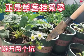 阳台种草莓，挂果正当时，避开两个坑，草莓一串串视频封面