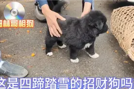 这狗真是四蹄踏雪招财狗吗？视频封面