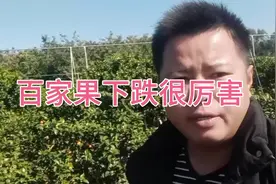 砂糖橘百家果三天时间掉了一块多钱，是什么原因导致的？视频封面