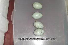 孵化了很多天的喜鹊蛋终于要破壳了，给它们移盘加水