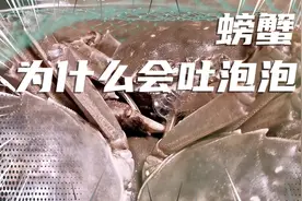 幼儿冷知识：螃蟹为什么会吐泡泡？中视频计划新手。视频封面