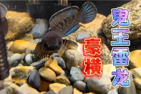 开箱！210元买的3条鬼王雷龙鱼入缸！好酷啊！朋友们元旦快乐呀~